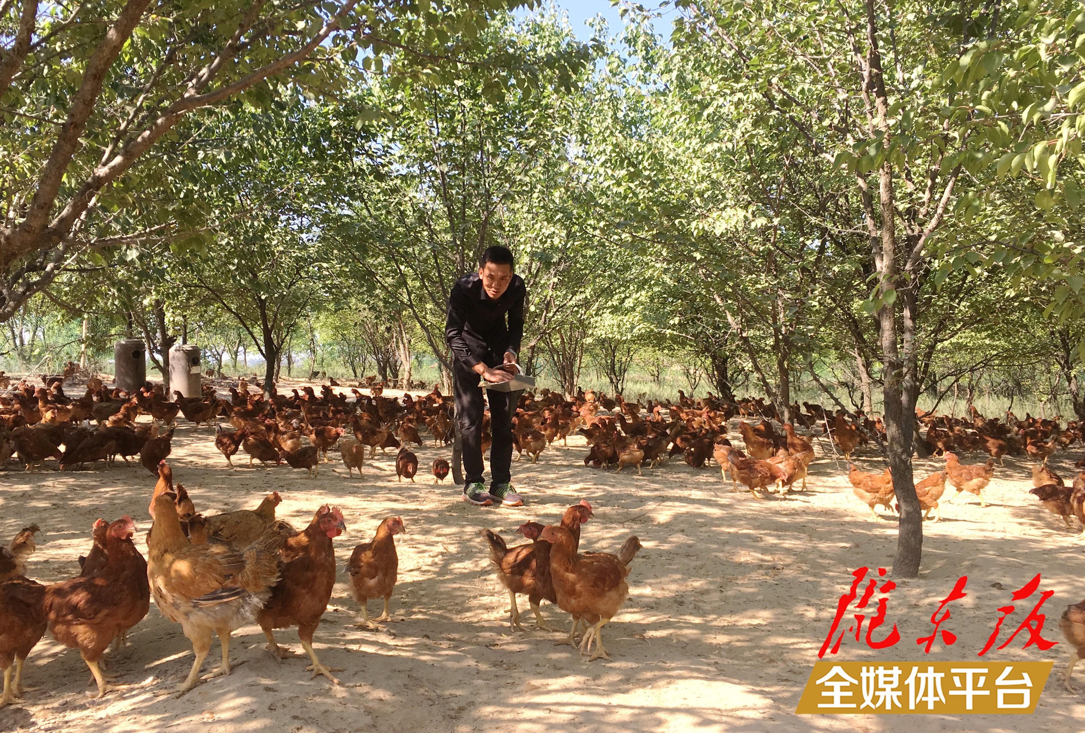 林下生態(tài)雞養(yǎng)殖。 盤小美 攝