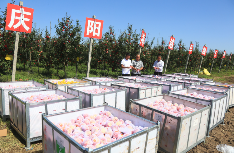 9月20日，慶陽海越農(nóng)業(yè)發(fā)展有限公司早勝基地蘋果喜獲豐收，吸引了外地客商前來采購。圖為客商正在查看果品。特約攝影 李建琪 攝