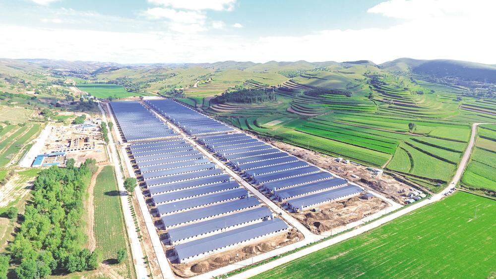 環(huán)縣雙廟20萬只肉羊育肥場俯瞰，