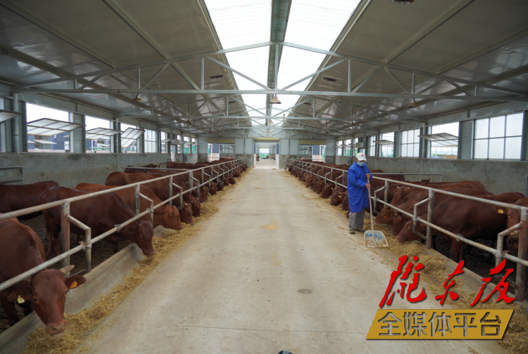 正寧縣正興現(xiàn)代農(nóng)牧千頭早勝牛繁育基地。本報(bào)記者 劉萍凝 攝