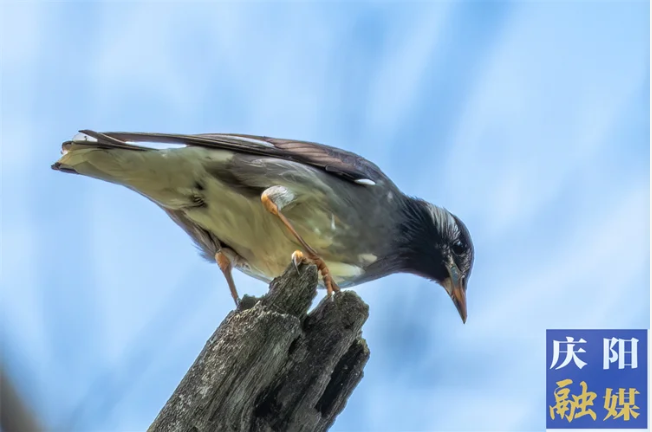 武國(guó)榮丨村子的鳥