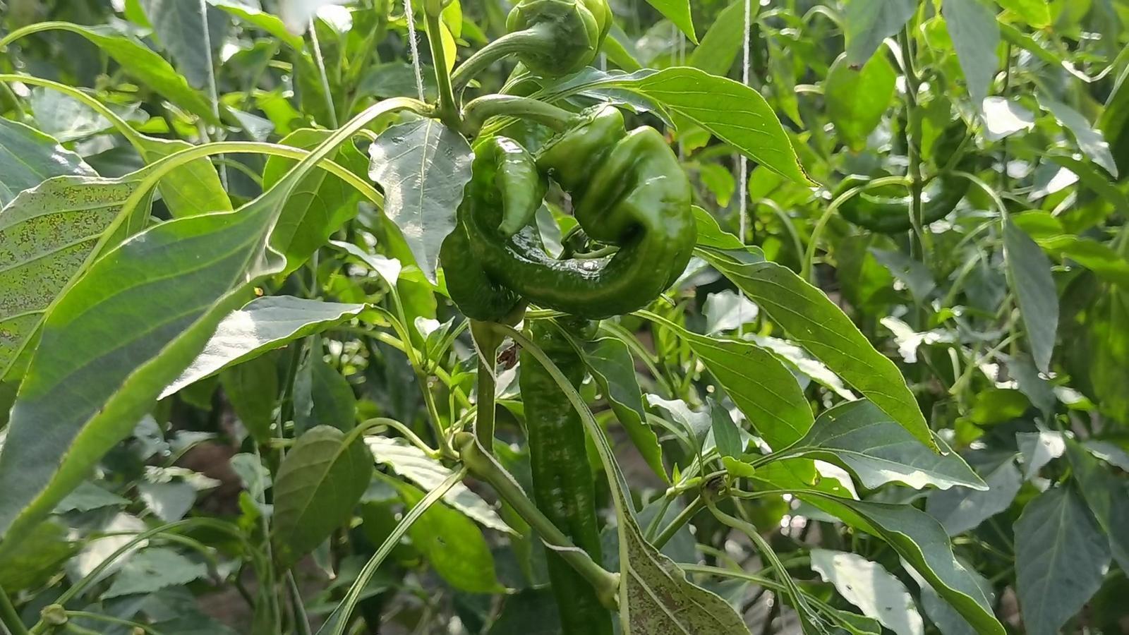 【春潮涌 繪新景丨寧縣篇】把“餐桌配菜”變成“致富主菜”！湘樂鎮(zhèn)奏響鄉(xiāng)村振興“椒”響曲