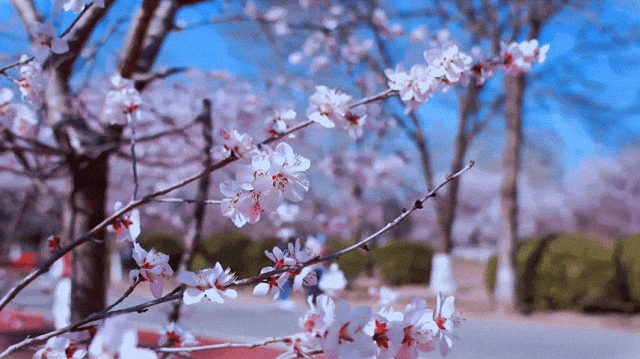 慶陽的春日，舉目晴明，一路春暖花開