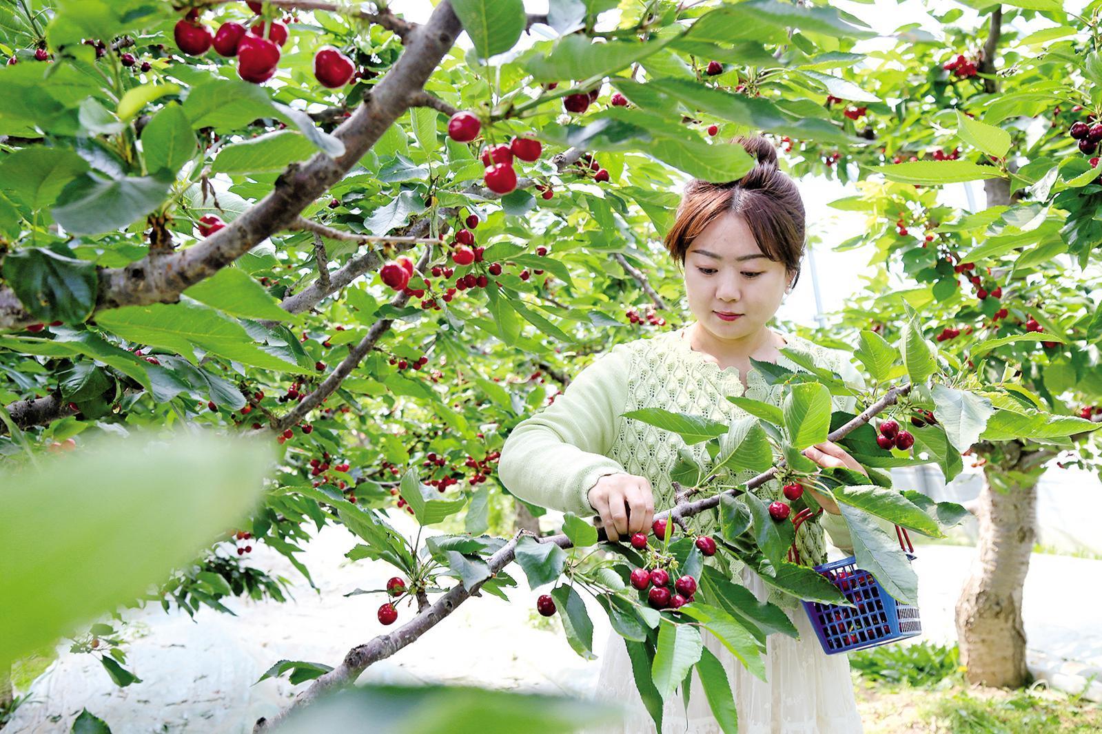 慶陽豐慶園種植農民專業(yè)合作社的大棚櫻桃成熟上市