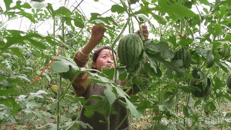 寧縣：設施農(nóng)業(yè)“蔬”寫鄉(xiāng)村振興新“答卷”