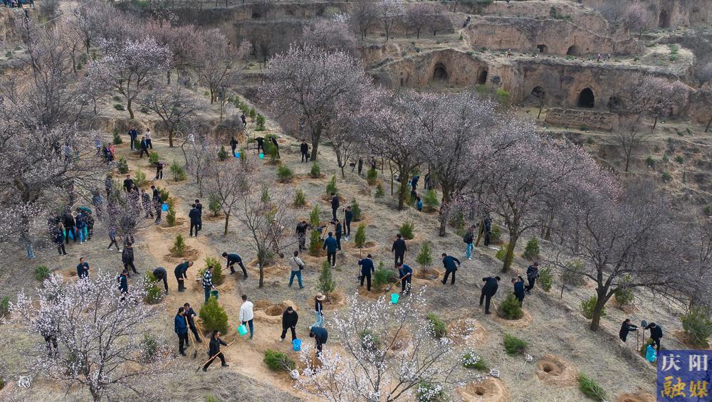 【攝影報道】再植新綠！慶陽市開展2025年義務植樹活動