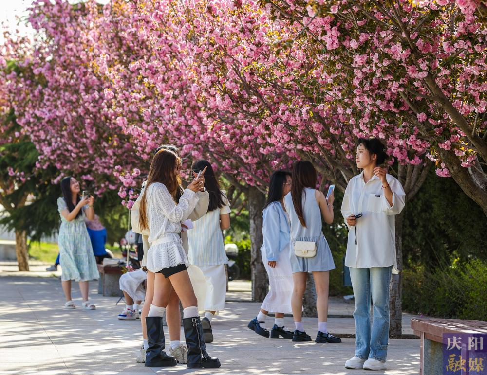 【攝影報道】 春日西峰，櫻花如詩，市民共赴浪漫花事