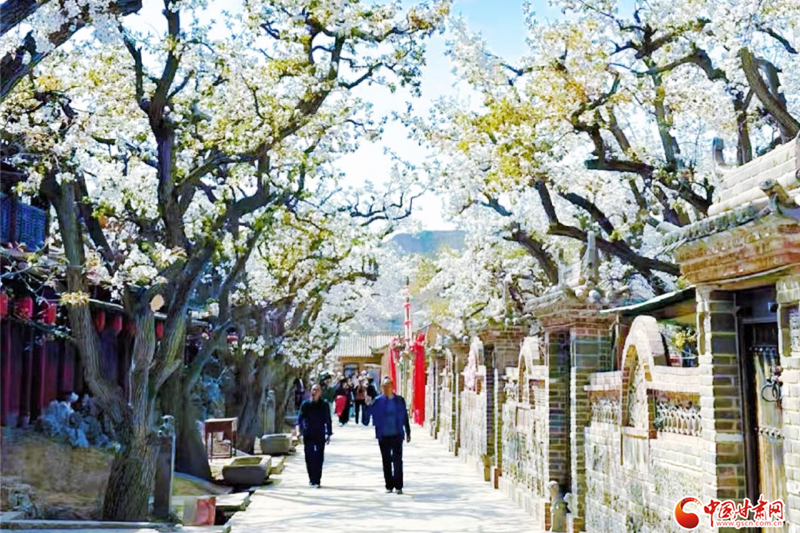 “世界第一古梨園”迎客流高峰 “數(shù)字”技術(shù)成亮點(diǎn)