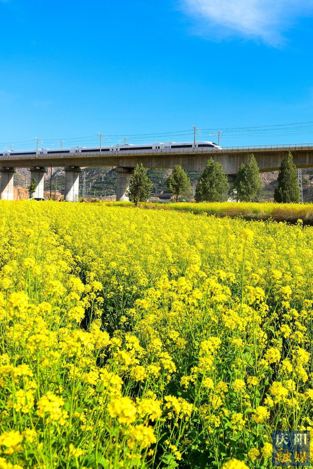 【大美慶陽(yáng)】花海列車(chē)
