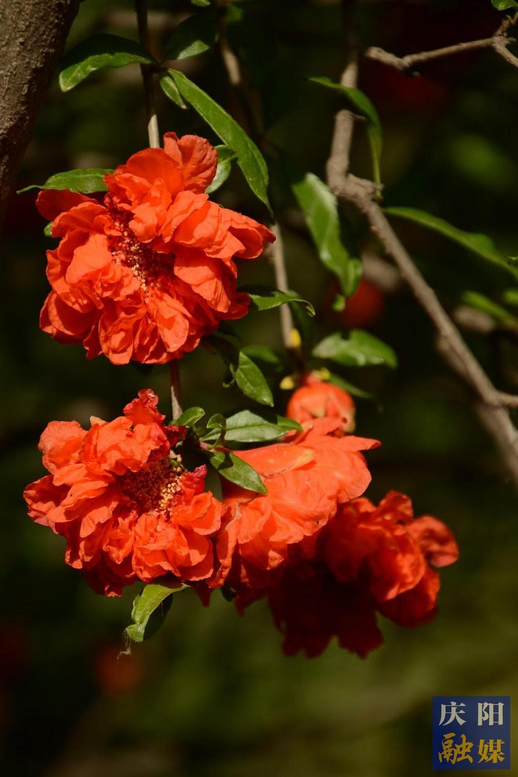 【大美慶陽(yáng)】石榴花開(kāi)《石榴花開(kāi)》