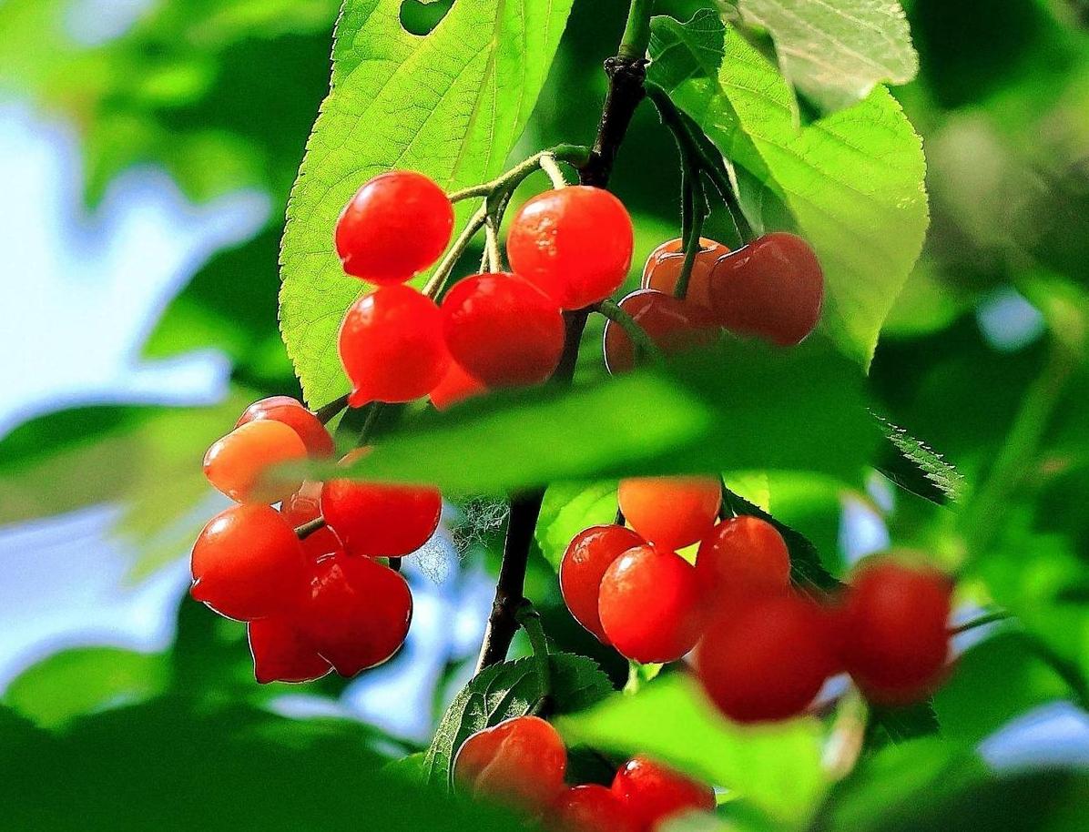 【大美慶陽(yáng)】櫻桃紅了