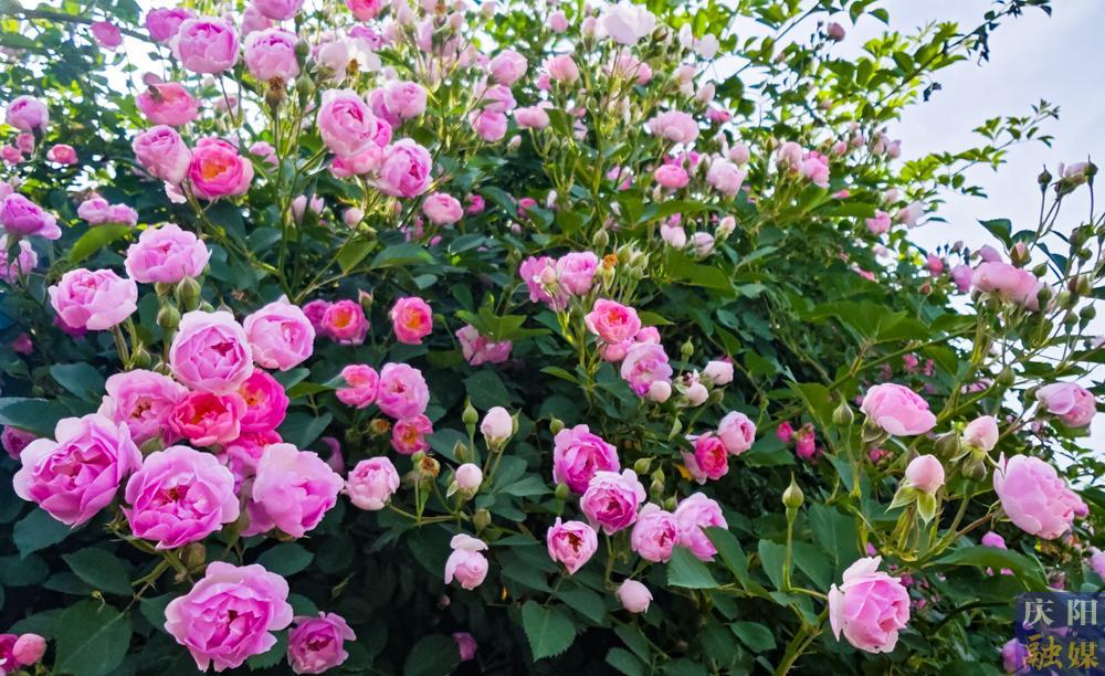 【攝影報(bào)道】薔薇花開！邂逅夏日的浪漫