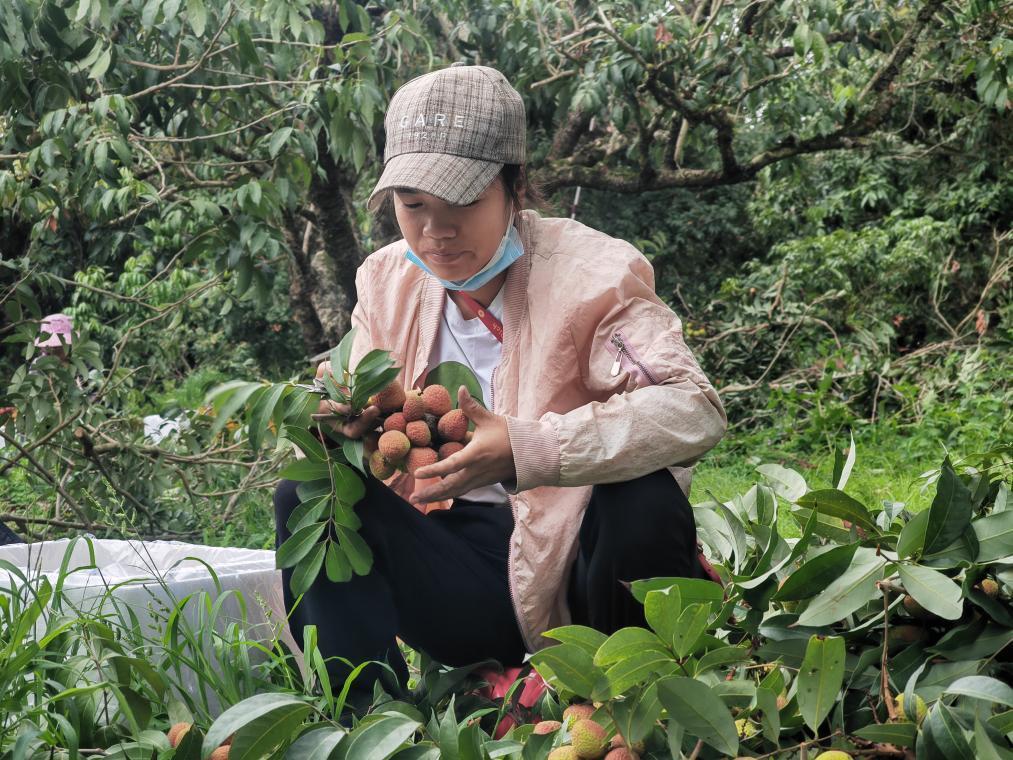 搶“鮮”上市 果園忙——廣西靈山早荔上市見聞