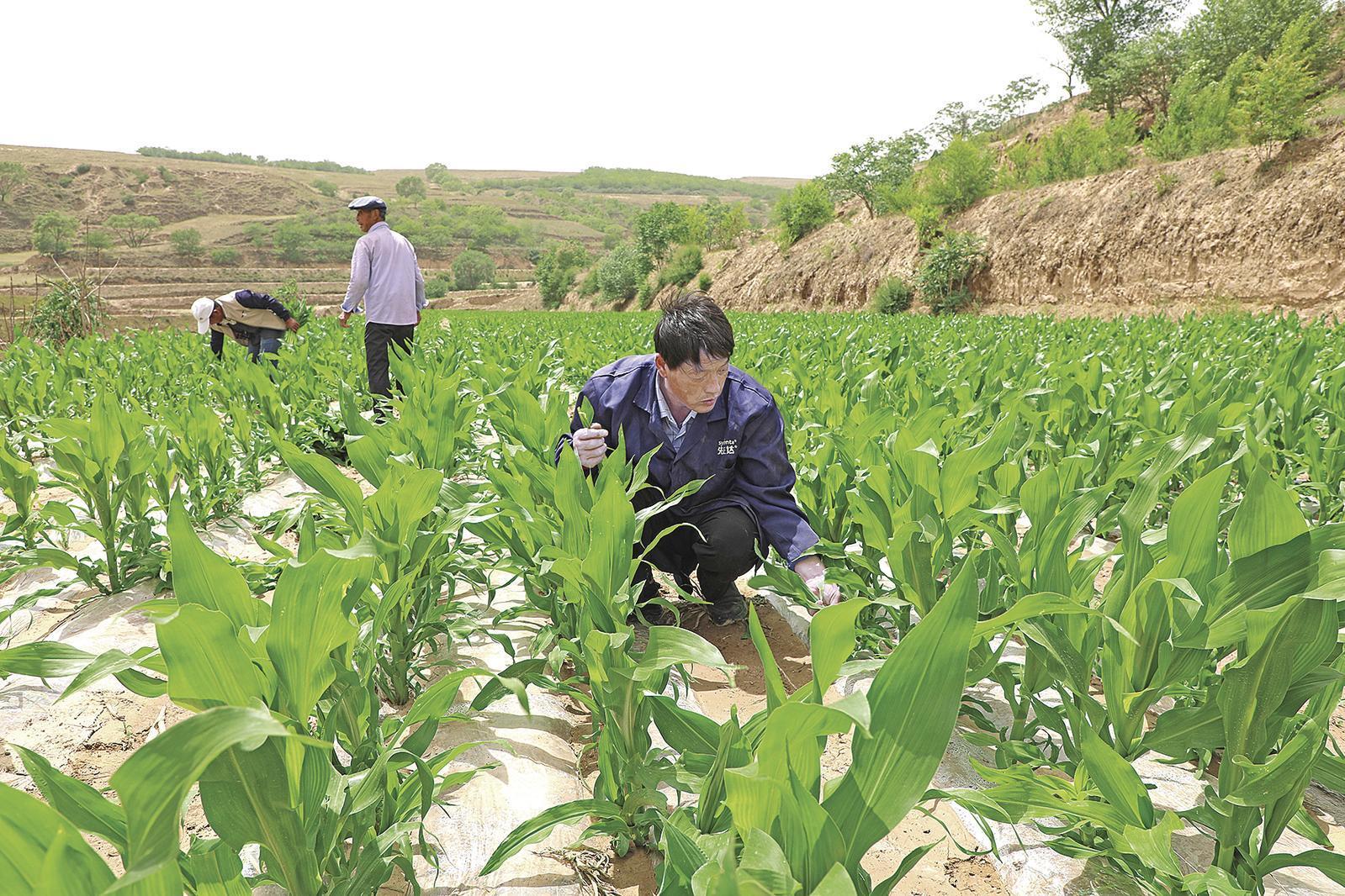 村民搶抓墑情，全力投入玉米管護(hù)、缺苗補(bǔ)種等農(nóng)事當(dāng)中